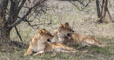 Сафари парк львов «Тайган»