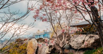 Экскурсия из Севастополя: &quot;Мрия&quot;. Японский сад &quot;Шесть чувств&quot; и &quot;Винный парк фото 8901