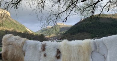 Экскурсия из Севастополя: Крымский Прованс и великолепная лаванда фото 14400