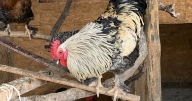 Чудо-ослики Каралезской долины и другие сельские обитатели - Авто-пешеходная экскурсия