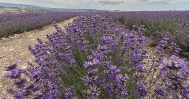 Лавандовая ферма Viva lavanda (вива лаванда) Лавандовая ферма Viva lavanda (вива лаванда)