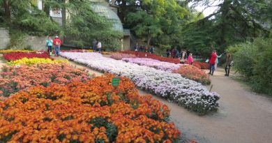 Экскурсии в Бал хризантем в Никитском ботаническом саду из Севастополя 2024
