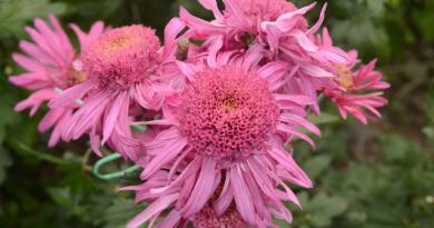 Бал хризантем