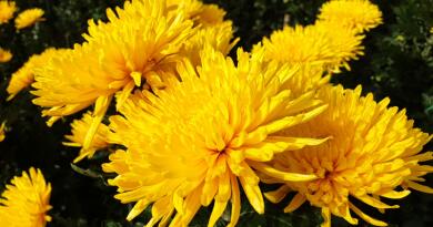 Бал хризантем Бал хризантем