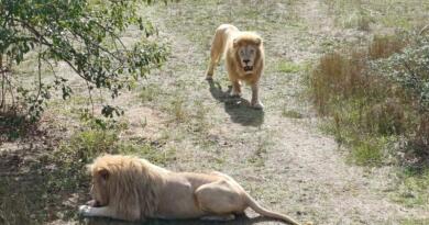 Экскурсия из Севастополя: Сафари-парк львов "Тайган": экзотика и приключения фото 16125 Экскурсия из Севастополя: Сафари-парк львов "Тайган": экзотика и приключения фото 16125