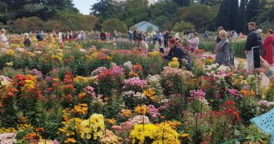 Бал хризантем